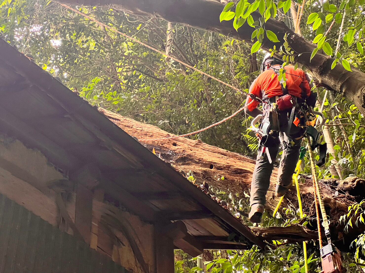 幹の吊り切りを行う山猿。瓦の被害を最小限にしつつ伐採作業を進めます